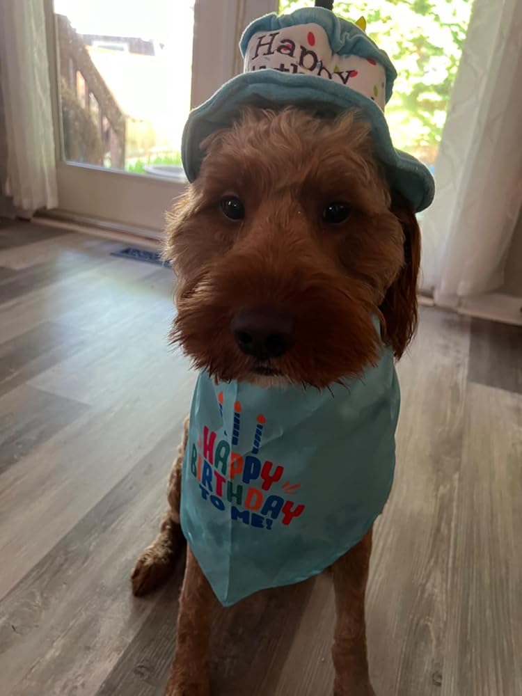 Ushang Pet Puppy and Cat Happy Birthday Cake Hat &amp;amp; Bandana Scarfs Set with Colorful Candles Pink for Small Animas, Cat Birthday Party Supplies Decorations