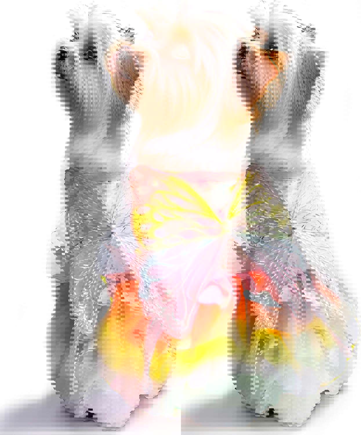 JcDuDoi Luxury Dog Princess Formal Dress for Small Dogs Girl,Butterflies Lolita Sweet Pet Clothes Wedding Birthday Party Puppy Dresses,Cat Apparel Accessories Costumes Outfit Skirt Pink（Medium）