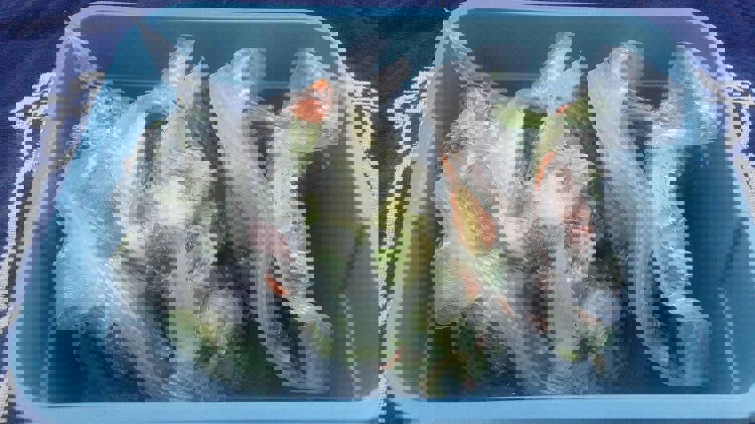 FoodSaver 1-Gallon Precut Vacuum Seal Bags with BPA-Free Multilayer Construction for Food Preservation &amp; Sous Vide, 13 Count - FSFSBF0316-000,Clear