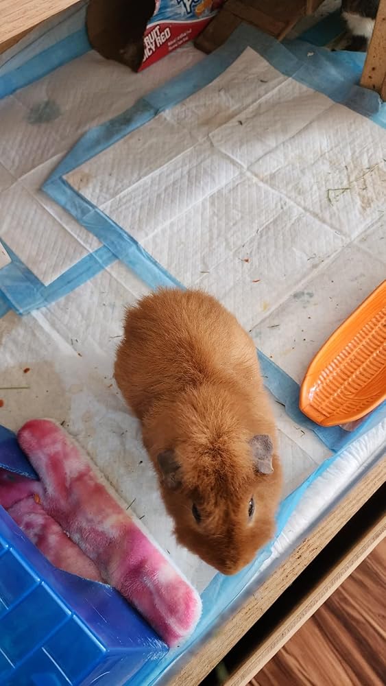 Chucks Pad Disposable Underpads 17x24 | [100 Pack] Incontinence Chux Pads Absorbent 2g SAP Fluff Protective Bed &amp; Pee Pads for Babies, Kids, Adults &amp; Elderly | Puppy Pads Large for Training Leak Proof