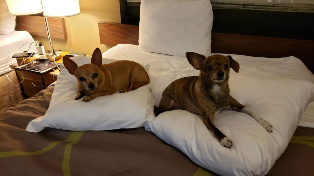 Oxyfresh Premium Pet Dental Care Solution: A Breath of Fresh Air for Your Pets